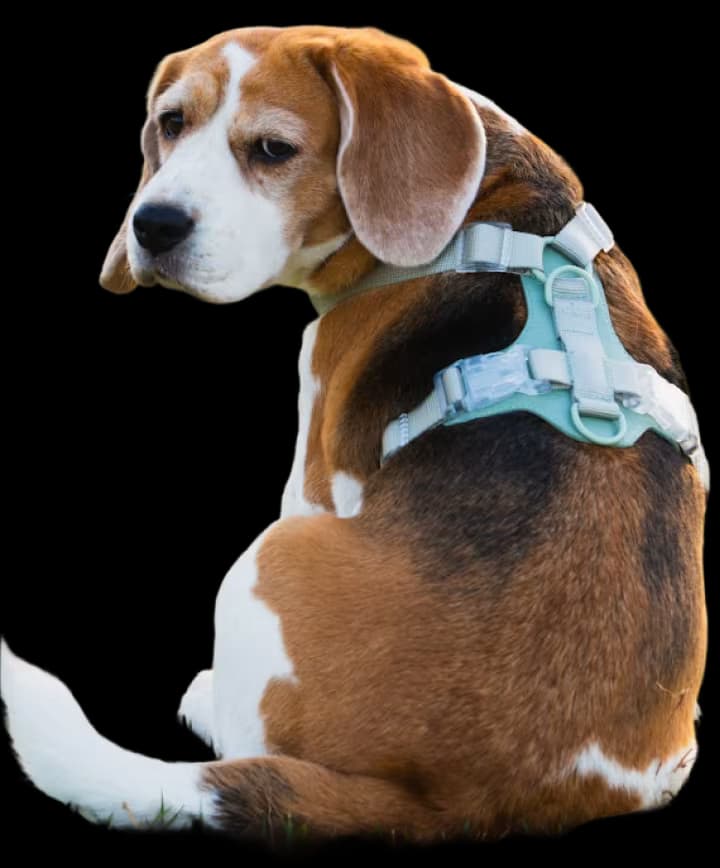 Harness